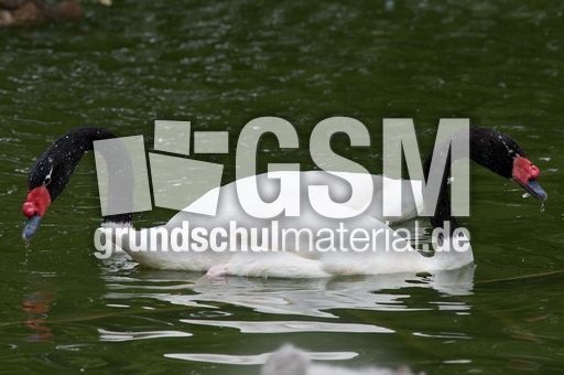 Schwarzhalsschwanschwan (5 von 7).jpg